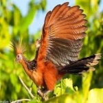 image of bird