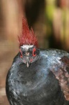 image of ruffed_grouse #18