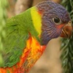 image of bird