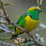 image of bird