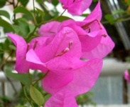 image of bougainvillea #7