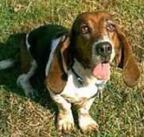 image of bloodhound
