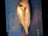 image of gilt_head_bream #5