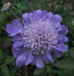 image of flower