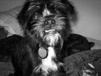 image of affenpinscher