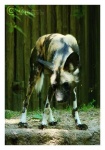 image of african_hunting_dog