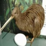 image of bird