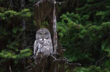 image of great_grey_owl