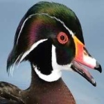 image of bird