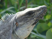 image of common_iguana