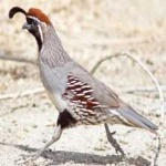 image of bird