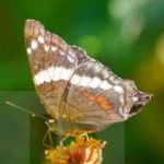 image of banded_butterfly #154