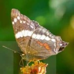 image of animal