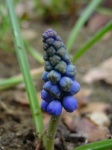 image of grape_hyacinth #21