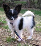 image of papillon
