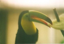 image of toucan