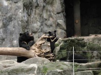 image of american_black_bear