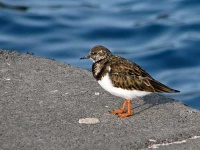 image of ruddy_turnstone