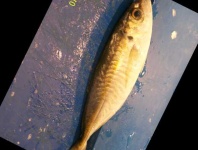 image of fish