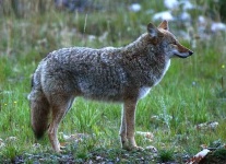 image of coyote