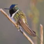 image of bird
