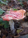 image of agaric
