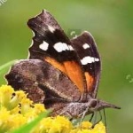 image of animal