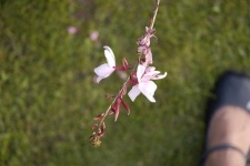 image of flower