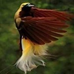 image of bird