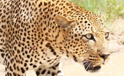 image of animal
