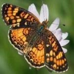 image of animal