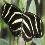 image of animal