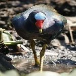 image of bird