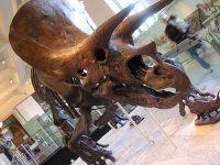 image of triceratops