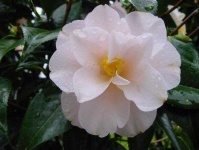 image of flower