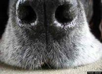 image of Dog nose