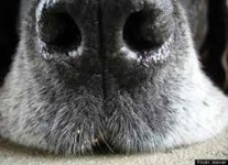 image of dog_nose