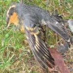 image of bird