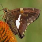 image of animal