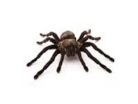 image of animal