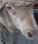 image of animal