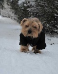 image of norfolk_terrier