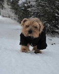 image of norfolk_terrier #11