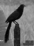 image of coucal #7