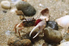 image of fiddler_crab #22