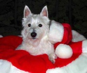 image of scotch_terrier