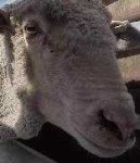 image of animal