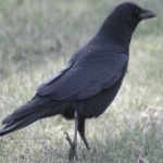 image of bird