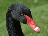 image of black_swan #26