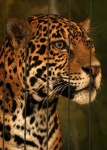 image of jaguar_car